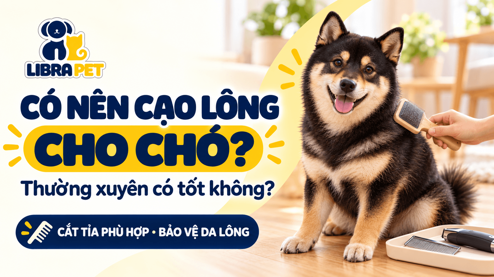 Có nên cạo lông cho chó thường xuyên? Những điều chủ nuôi cần biết