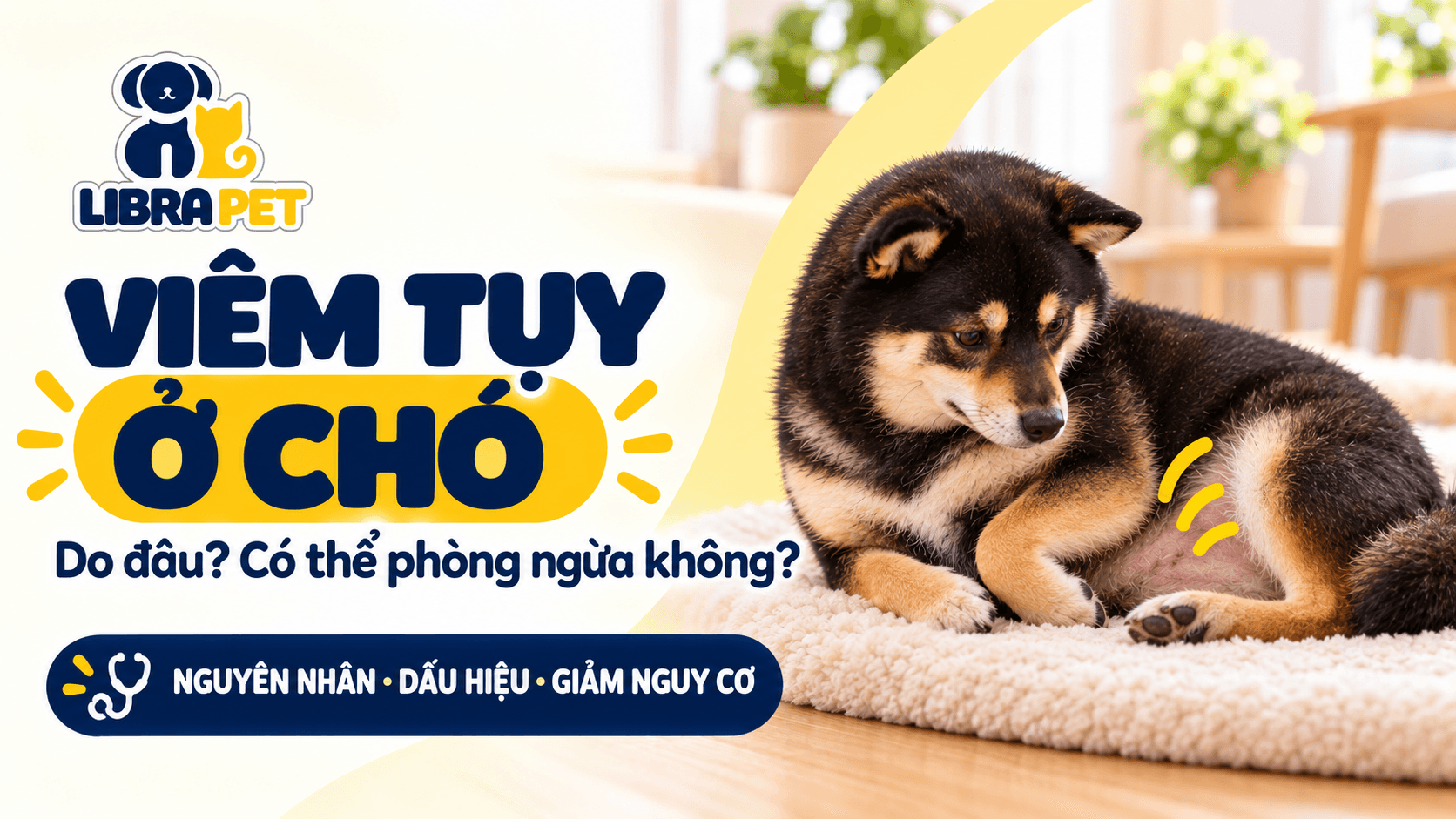 Viêm tụy ở chó do đâu? Có thể phòng ngừa không?