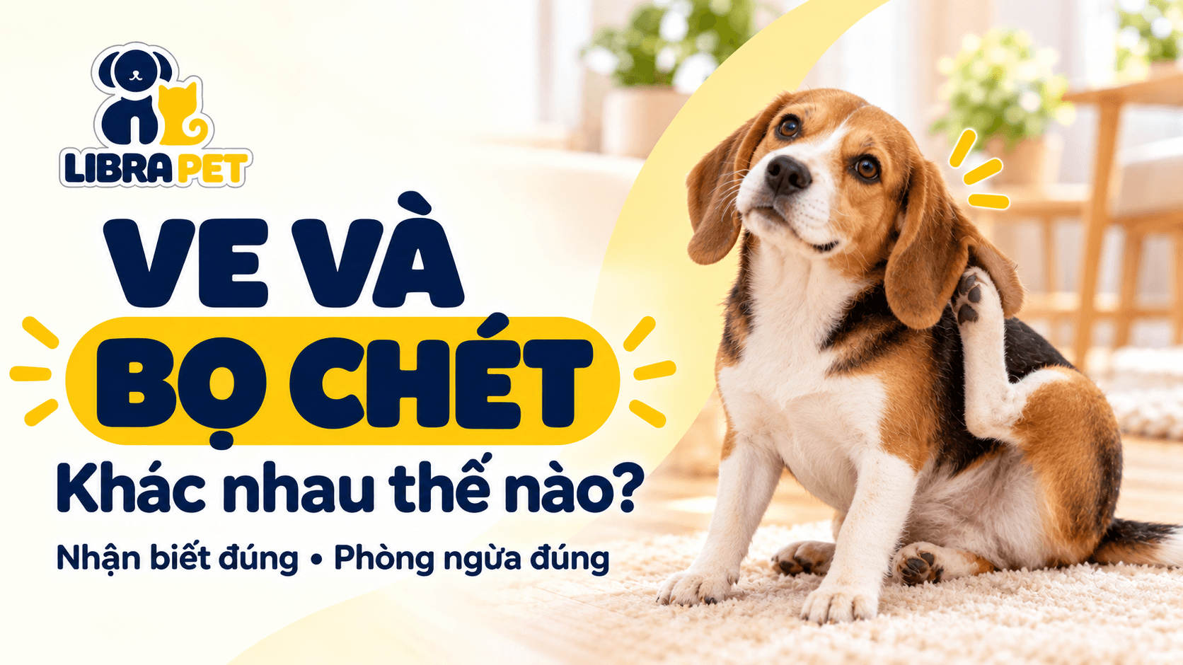 Ve và bọ chét ở chó khác nhau thế nào? Cách phòng ngừa đúng