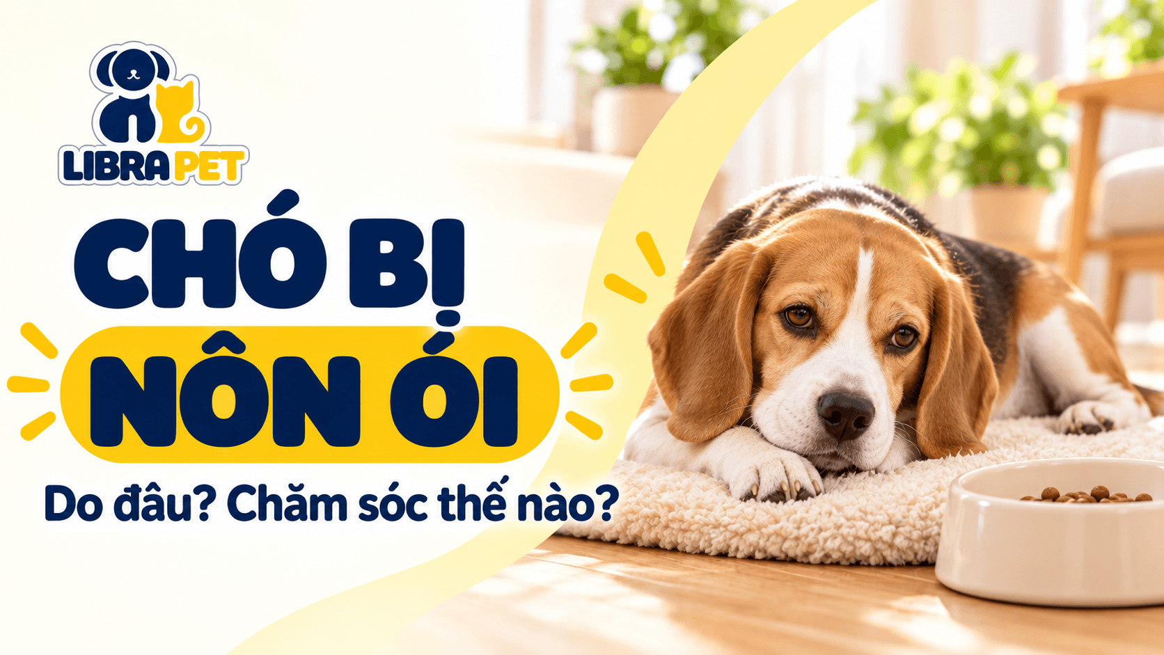 Chó bị nôn do đâu? Nguyên nhân, cách chăm sóc và phòng ngừa