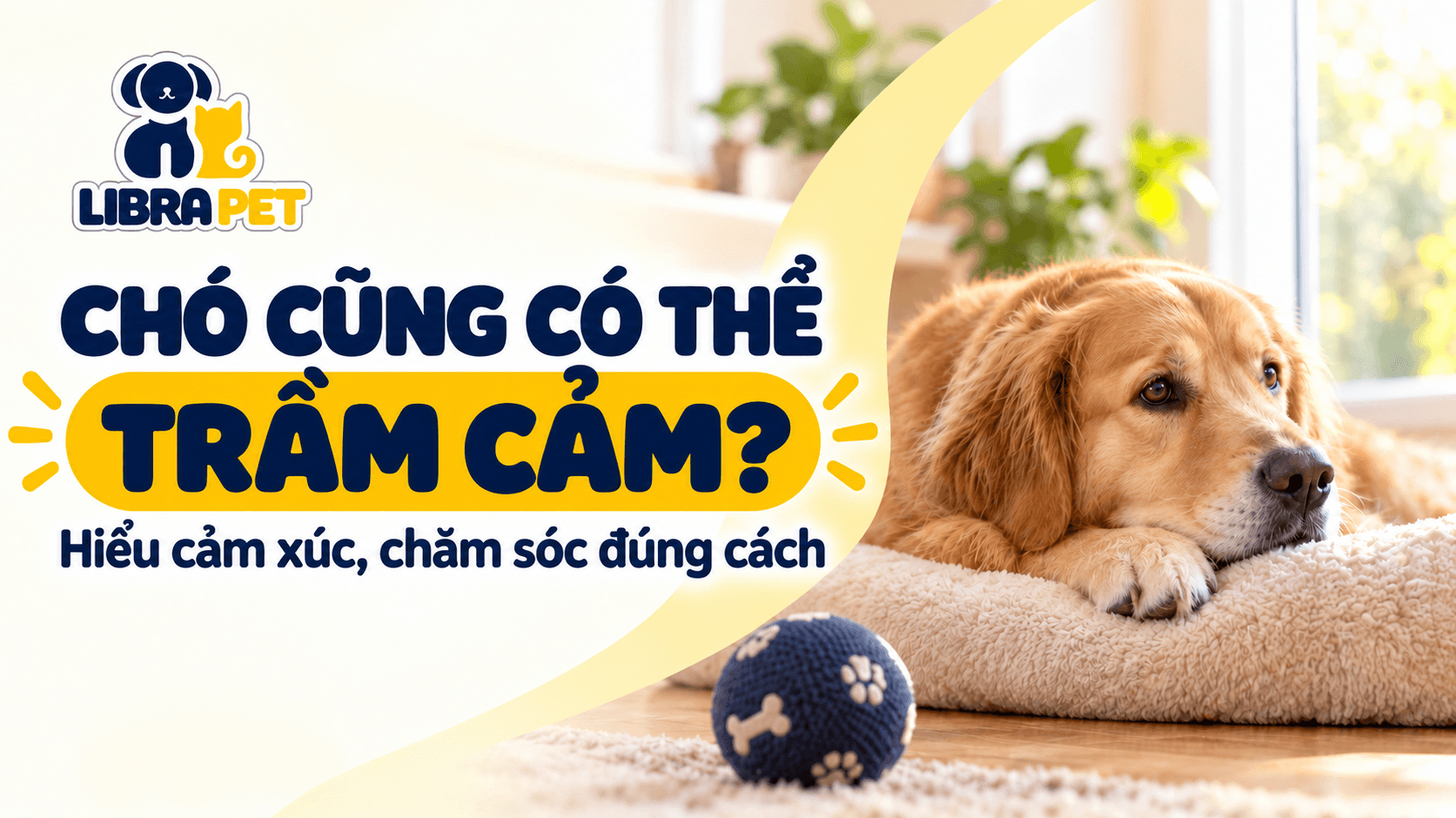 Chó cũng có thể trầm cảm: Nguyên nhân, dấu hiệu và cách chăm sóc