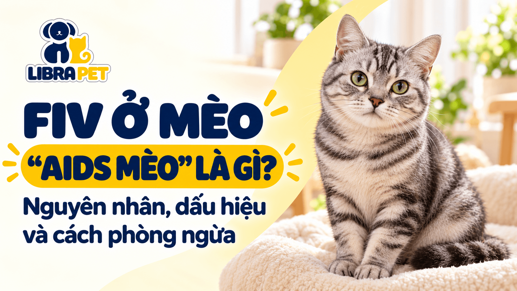 FIV ở mèo (“AIDS mèo”): Nguyên nhân, triệu chứng và cách phòng ngừa