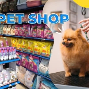 Pet shop là gì? Địa chỉ pet shop chó mèo uy tín tại TP.HCM