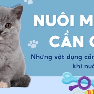 Giải đáp: Chi phí nuôi mèo hàng tháng cần bao nhiêu?