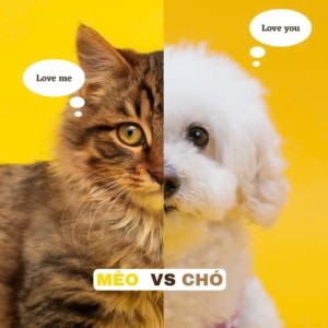 Nên nuôi chó hay mèo khi bạn chỉ được chọn một trong hai?