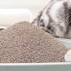 Cát Vệ Sinh Cho Mèo Nào Tốt Nhất? Giải Pháp Tối Ưu Cho Sen